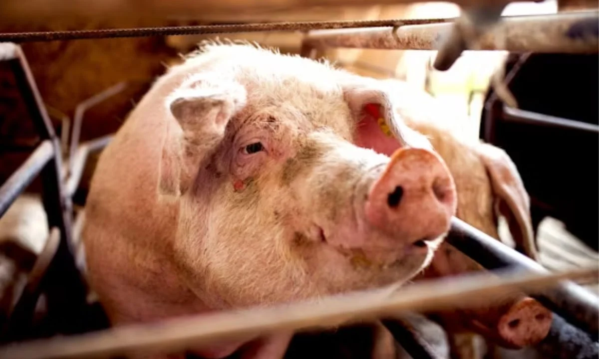 Funny Pig Puns to Make Everyone Snort with Laughter