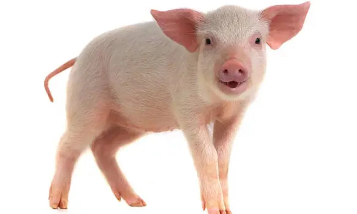 Best Pig Puns That Are Simply Sow Funny