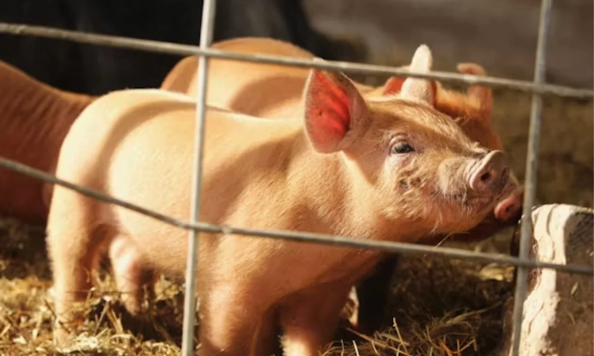 Pig Puns