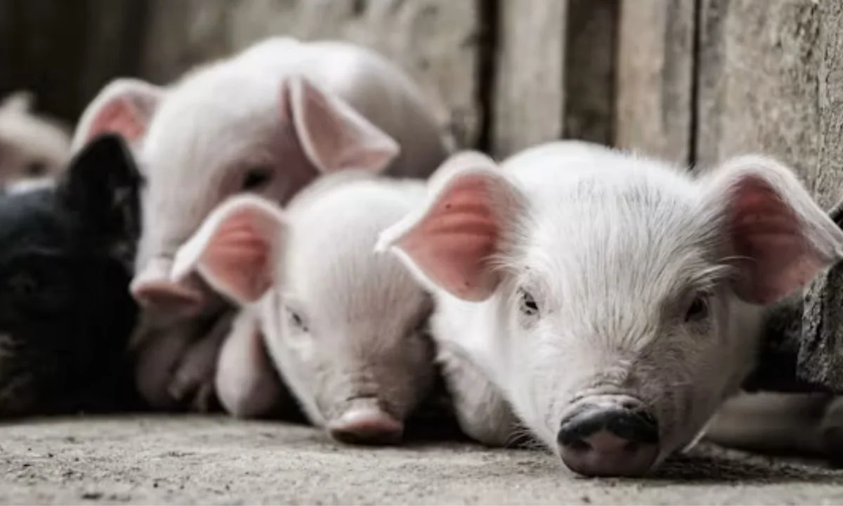 Dirty, Corny & Silly Pig Puns You'll Want to Share
