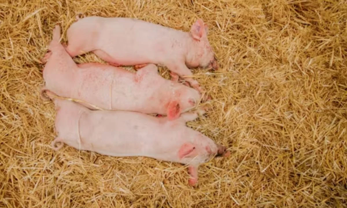 Farm Pig Puns Inspired by Barnyard Humor