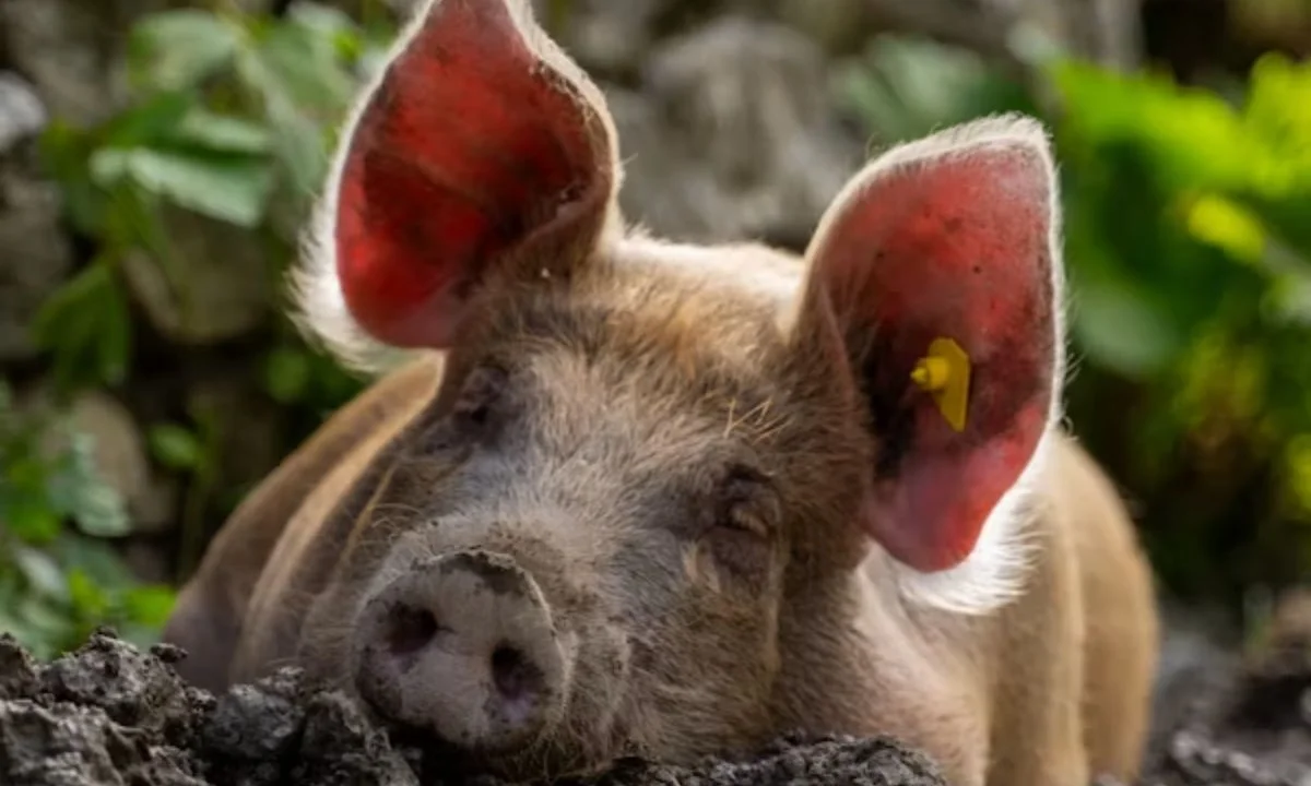 Pig Love Puns for Valentine's Day & Romantic Messages