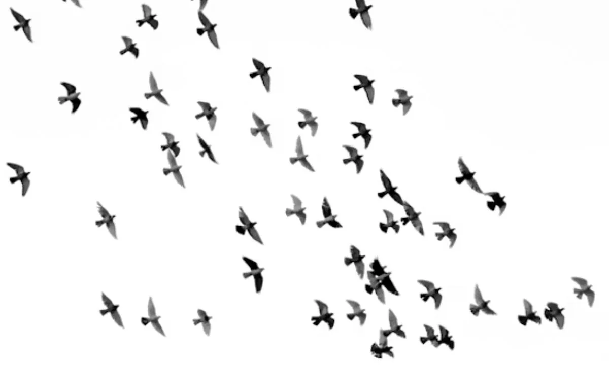 Short Bird Puns and One-Liners for Every Occasion