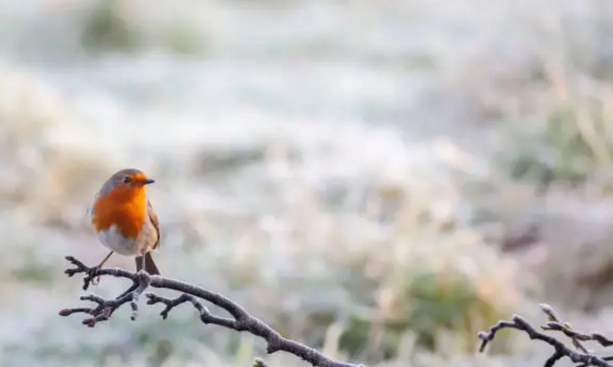 Funny Bird Puns and Jokes to Make You Tweet with Laughter