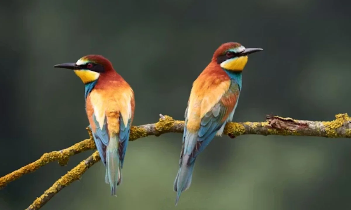 Best Bird Puns That Will Have Everyone Chirping