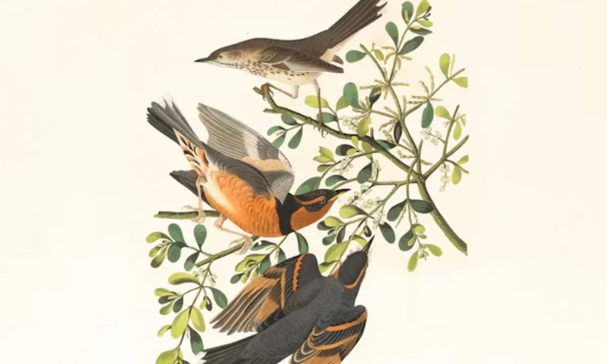 Bird Name Puns Inspired by Nature and Backyard Birds