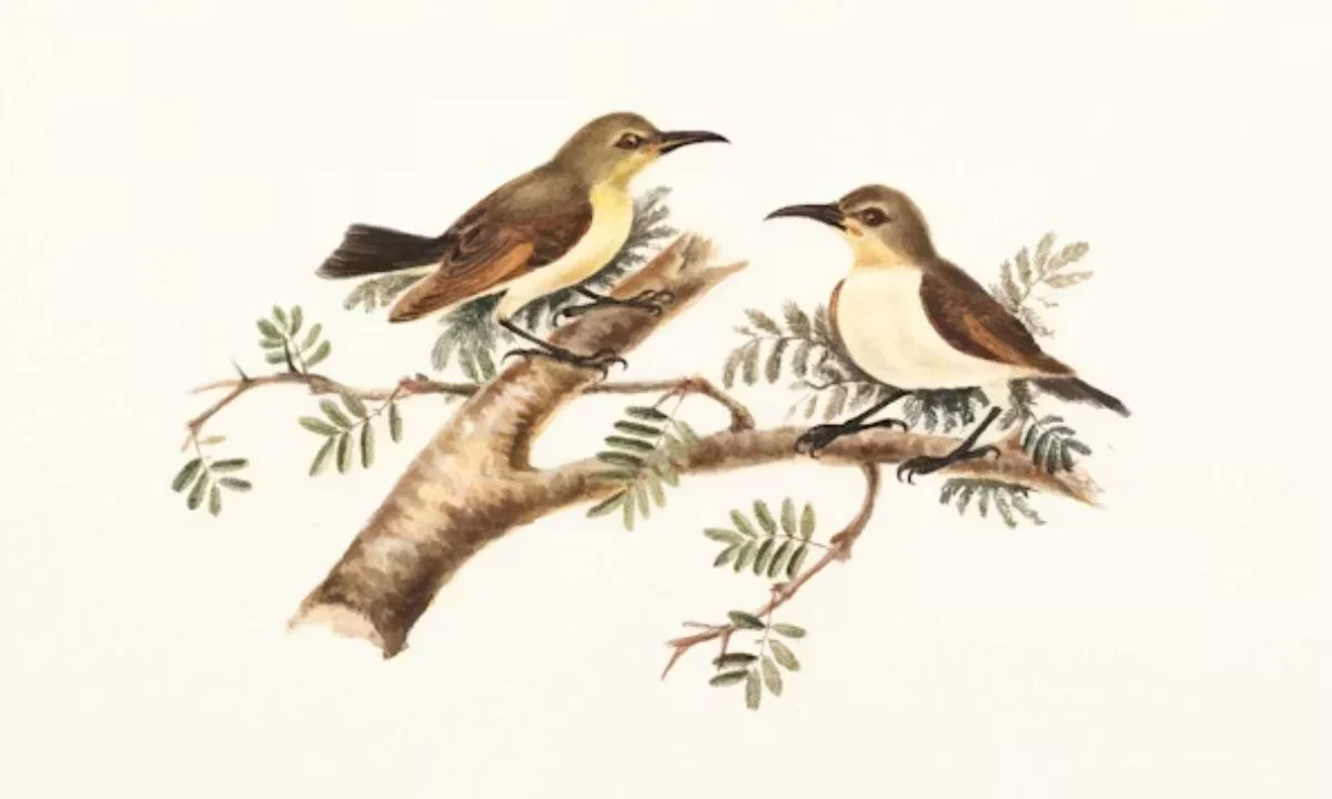 Birthday Bird Puns for Cards, Gifts, and Celebrations