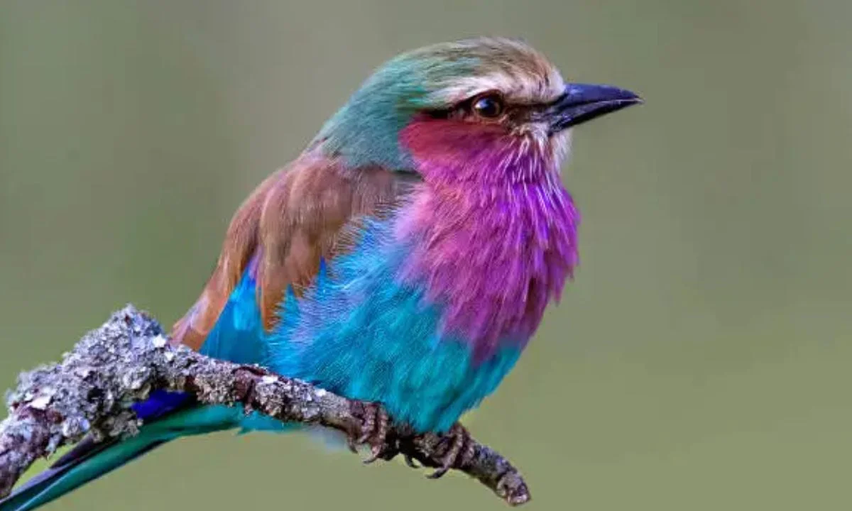 Clever Bird Puns That Are Owl-solutely Brilliant