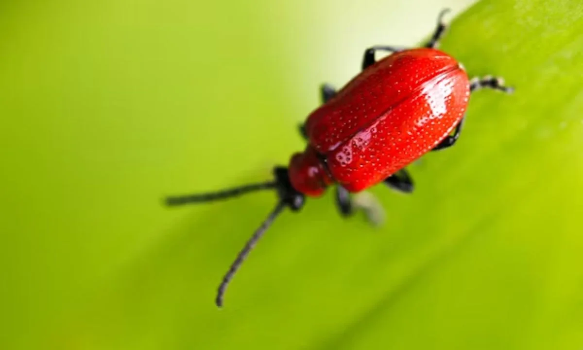 Clever Insect Puns Packed with Buzz-Worthy Wordplay