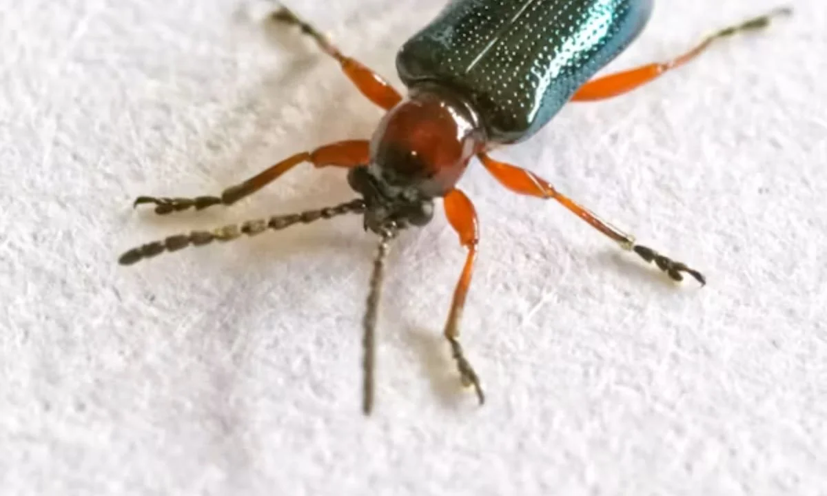 Cute Bug Puns That Are Too Adorable to Squash