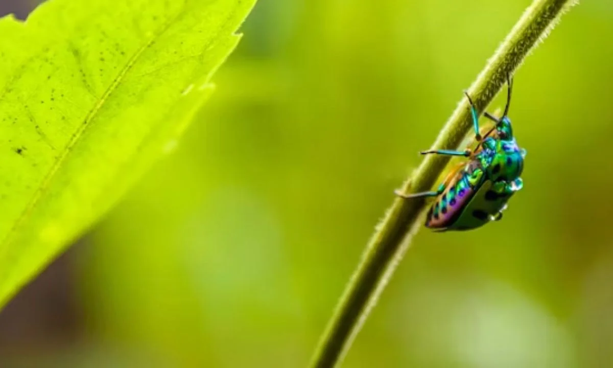 Best Bug Puns That Will Have Everyone Buzzing