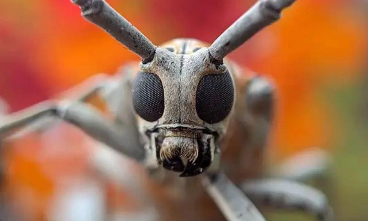 Funny Bug Puns and One-Liners for Everyday Laughs