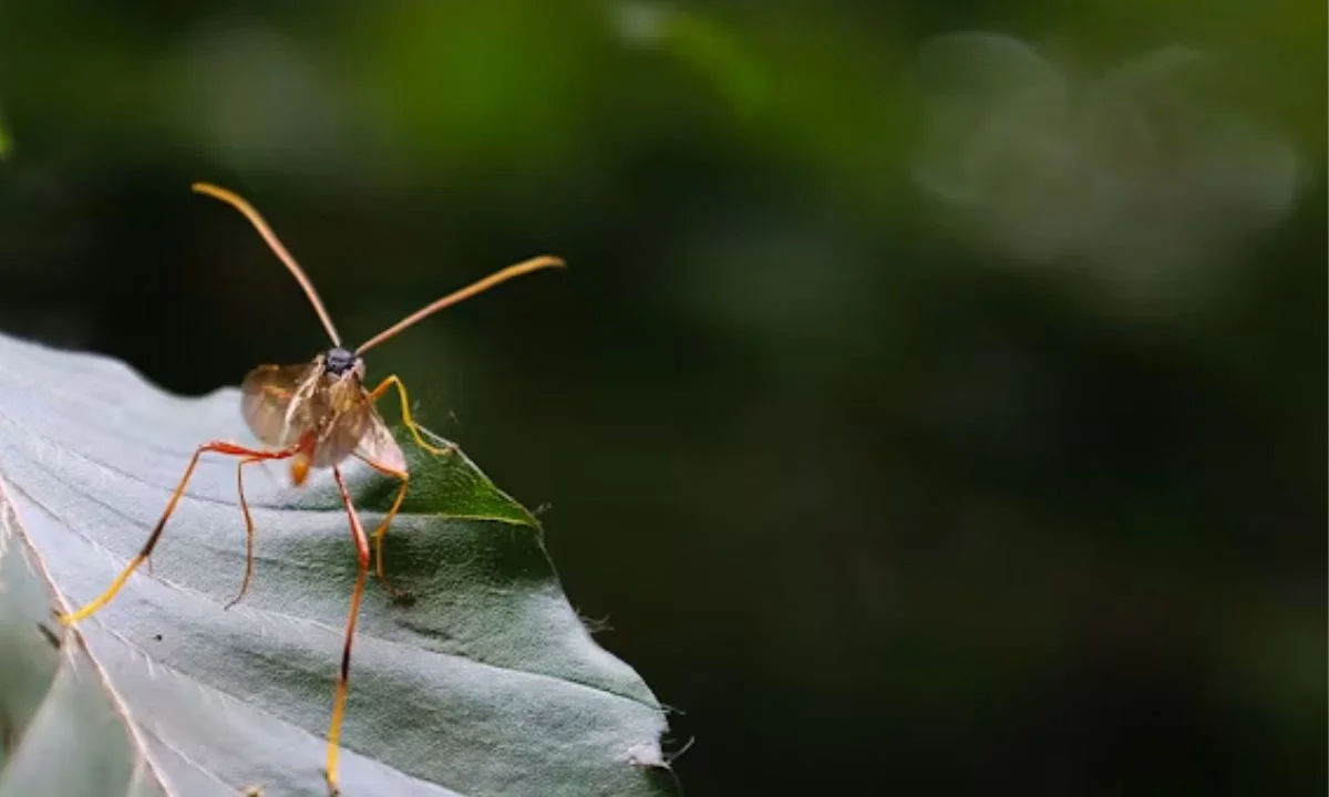 Short Bug Puns for Cards, T-Shirts, and Gifts