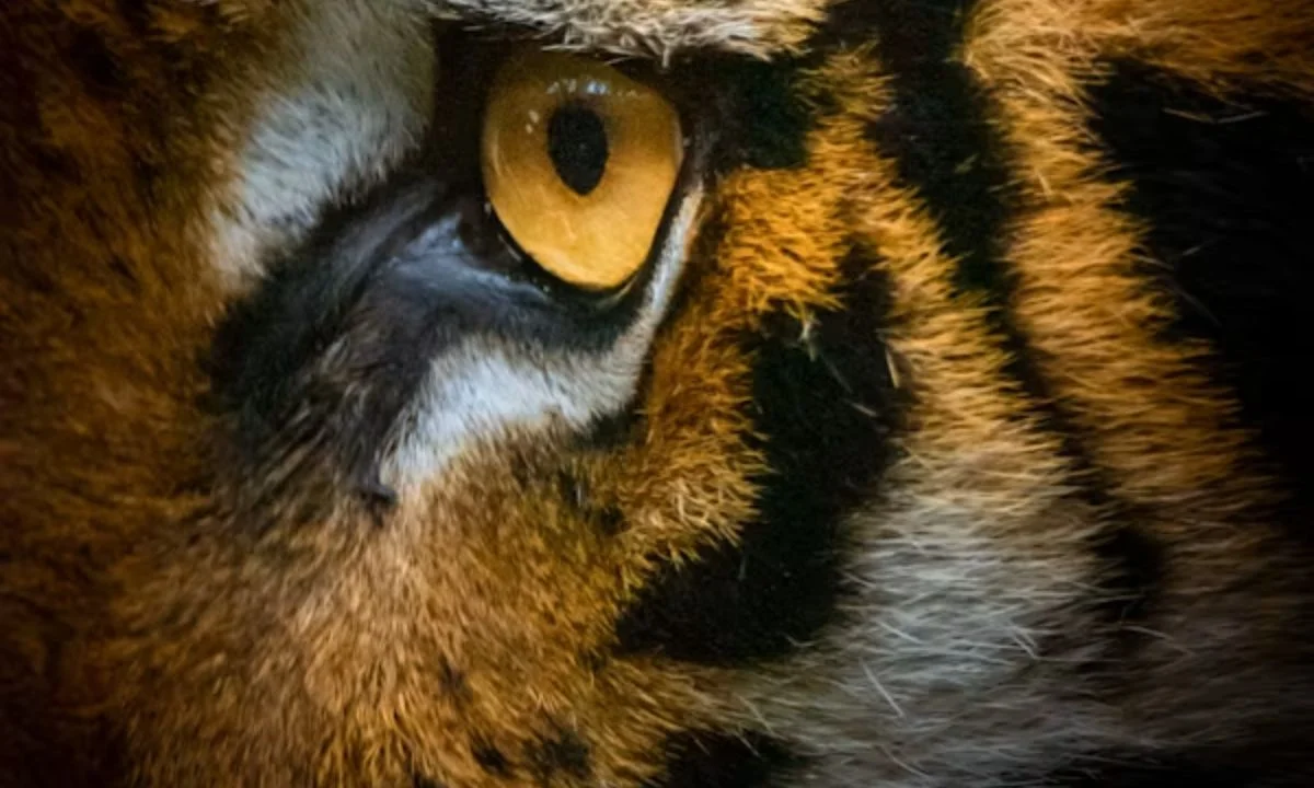 Animal Visual Puns That Are Wildly Funny {#animal-puns}