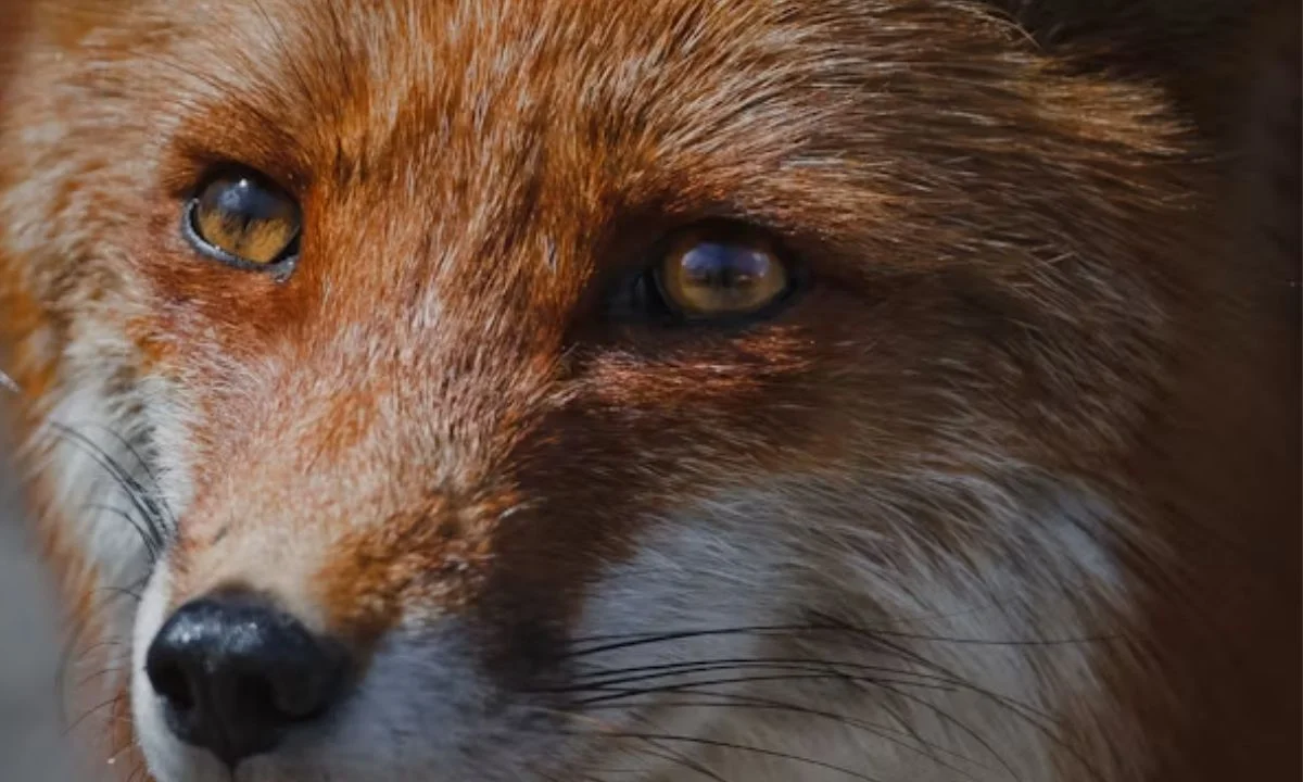 Animal Puns You'll Love Sharing