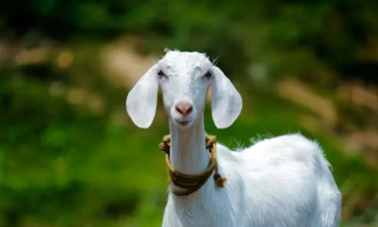 Goat Puns