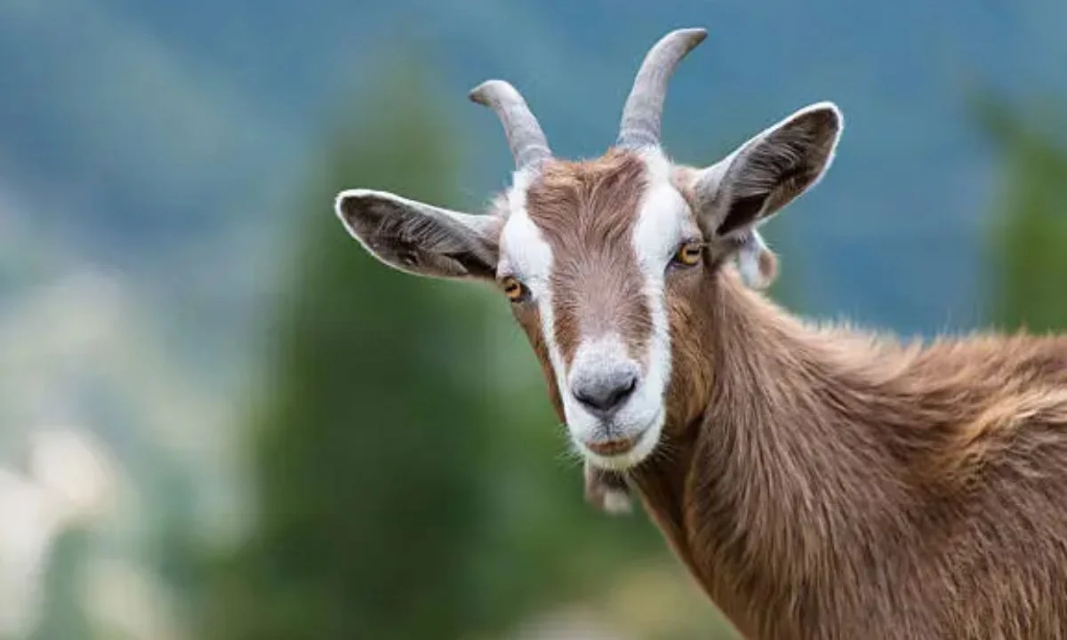 Funny Goat Puns That Will Make Everyone Bleat With Laughter