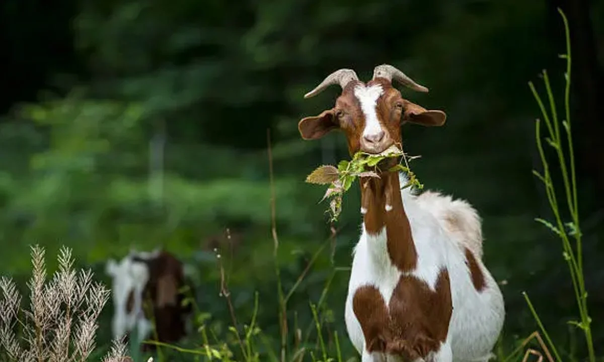 Best Goat Puns That Are Greatest of All Time