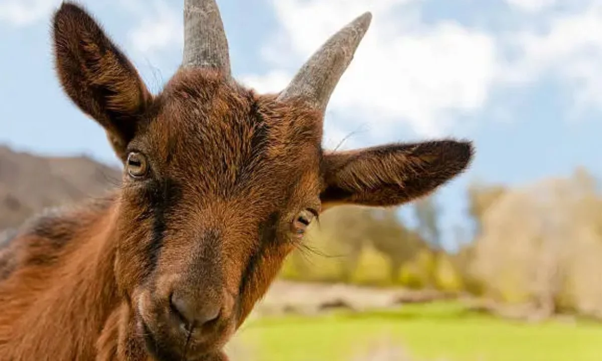 Cute Goat Puns That Are Too Adorable to Ignore