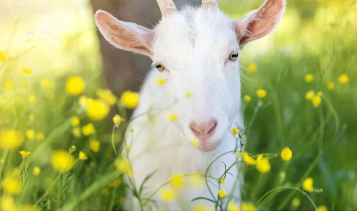 Short Goat Puns and One-Liners for Instant Laughs