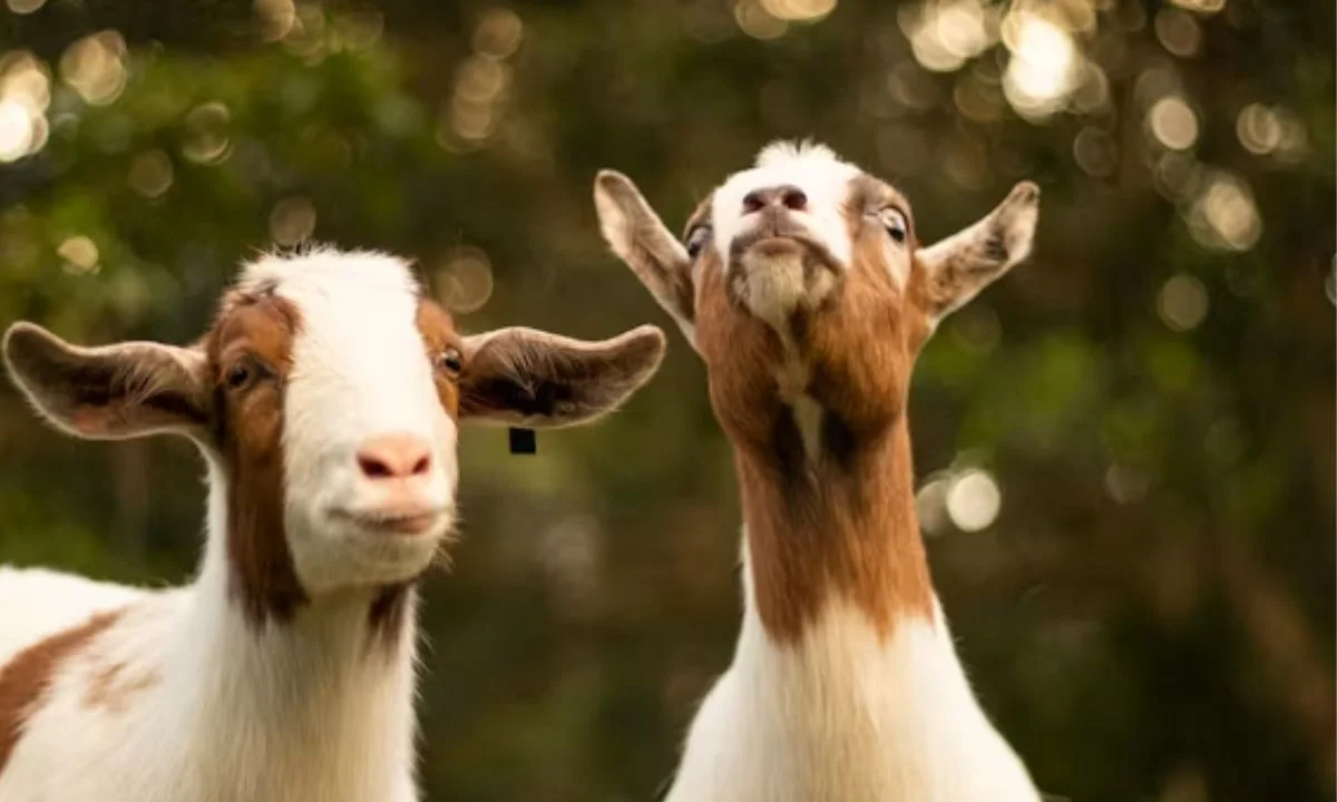 Clever Goat Puns Full of Baa-rilliant Wordplay