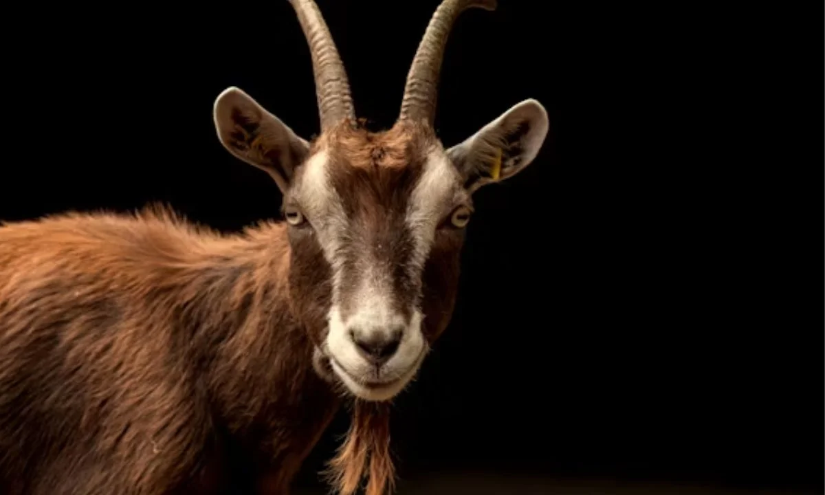 Goat Puns for Instagram Captions, Selfies & TikTok