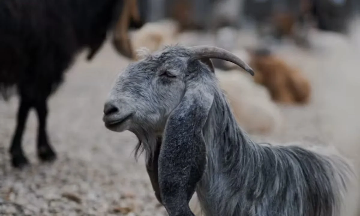 Goat Name Puns That Are Funny, Creative & Punny