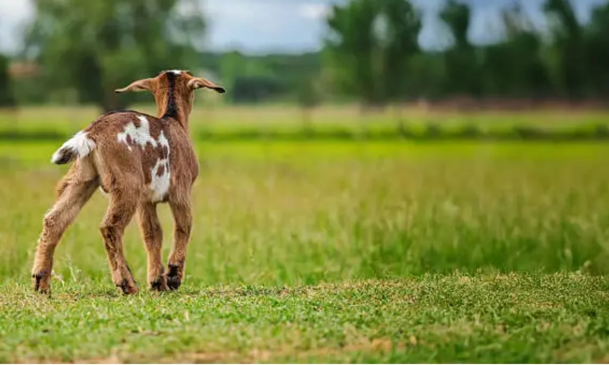 Goat Cheese Puns That Are Extra Cheesy