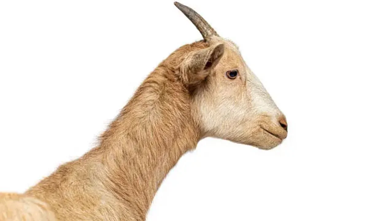 Goat Birthday Puns for Cards, Cakes & Wishes