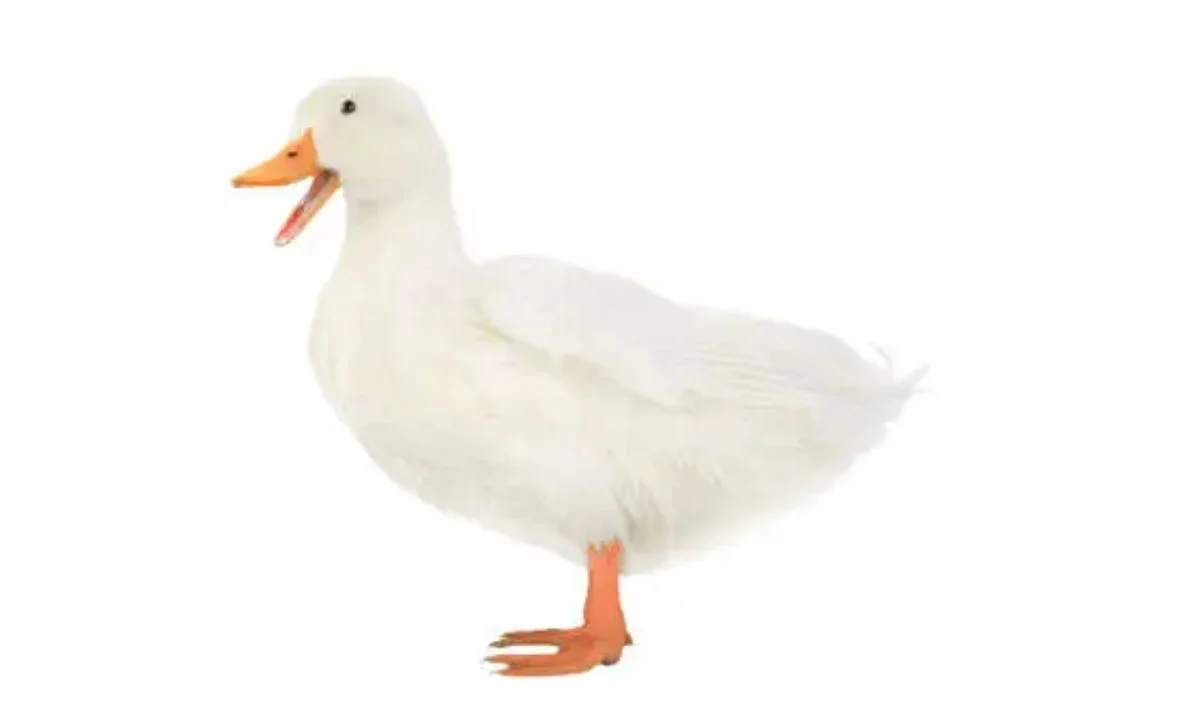 Cute Duck Puns That Are Simply Adorable