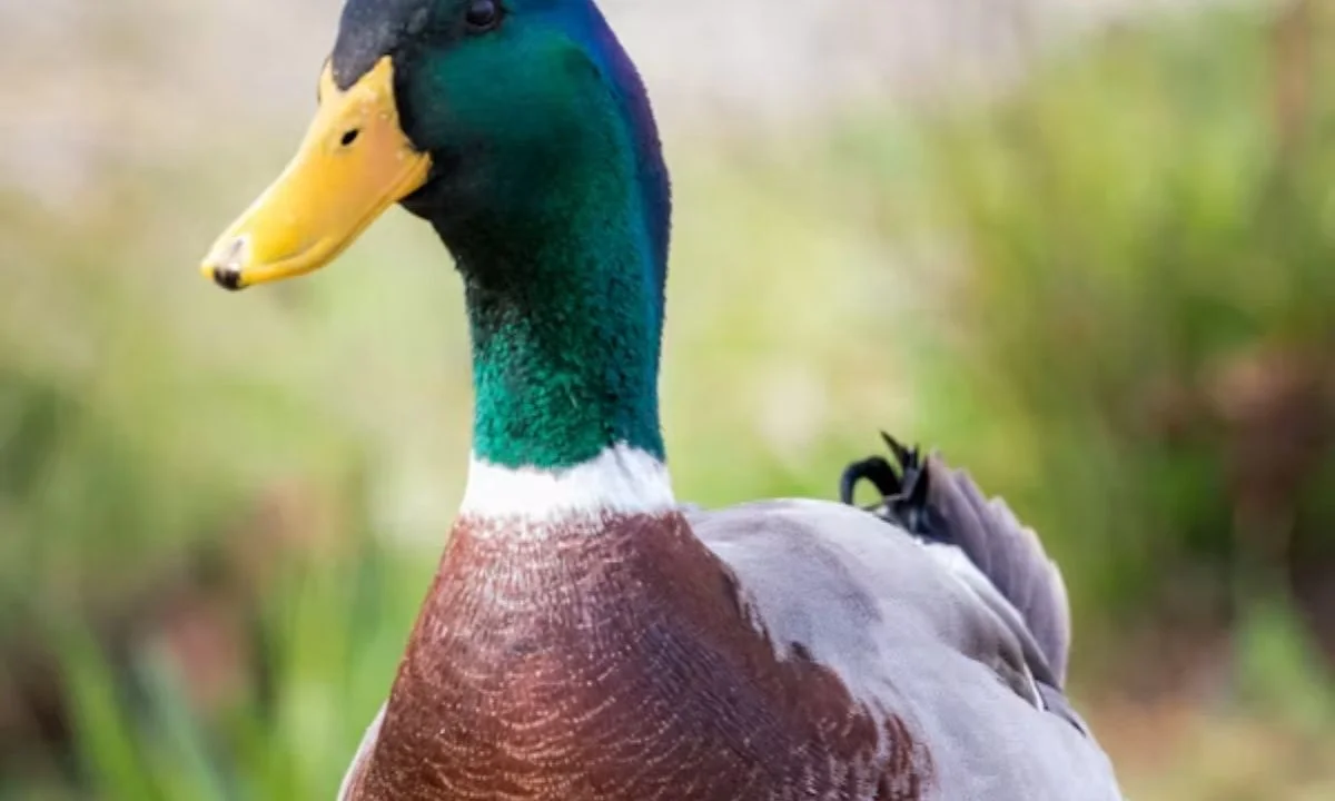 Funny Duck Puns for Every Occasion