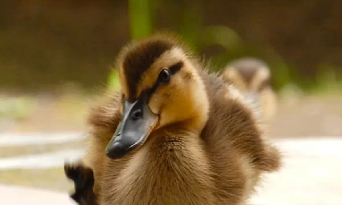 Duck Puns That Will Make Everyone Quack Up