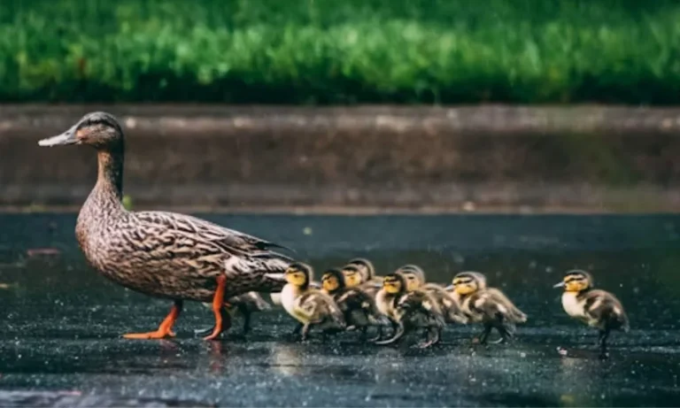 Duck Puns