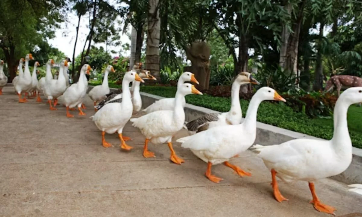 Birthday Duck Puns for Cards and Party Wishes