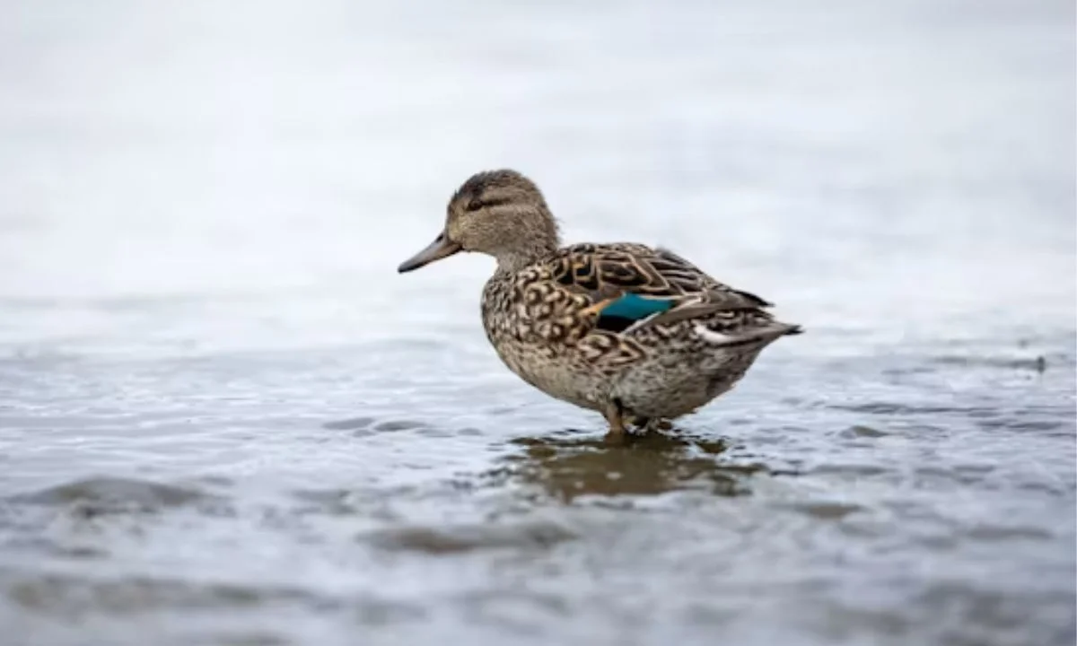 Duck Name Puns for Pets, Teams and Nicknames
