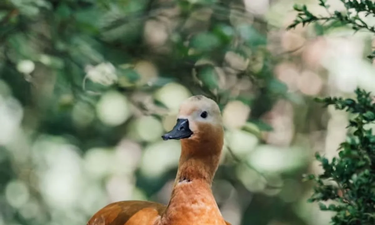 Duck Pun Captions for Instagram, TikTok & Facebook