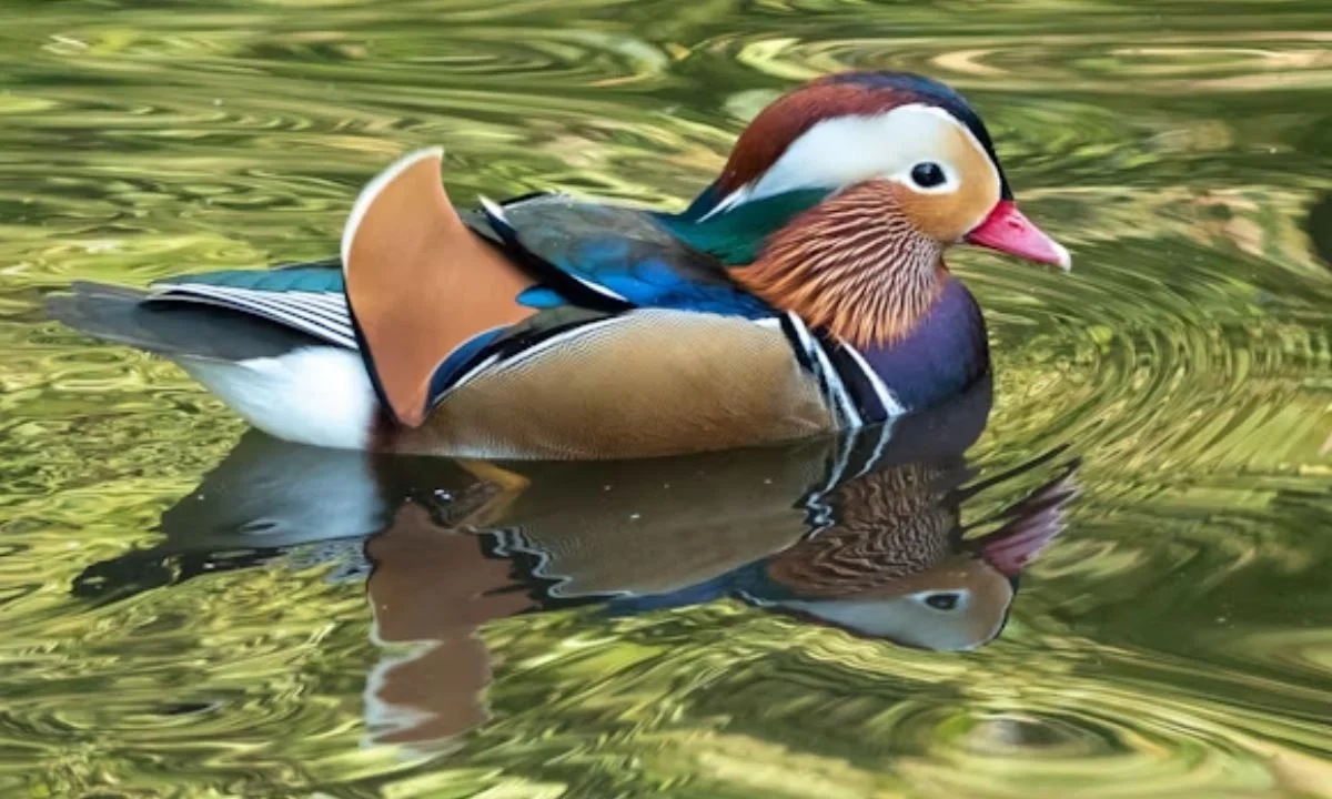 Short Duck Puns and Clever One-Liners