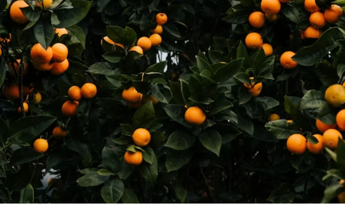Clever Orange Puns That Are Pure Citrus Genius