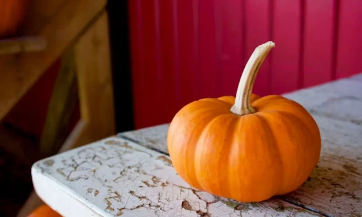 Funny Pumpkin Puns That'll Make You Laugh Out Loud