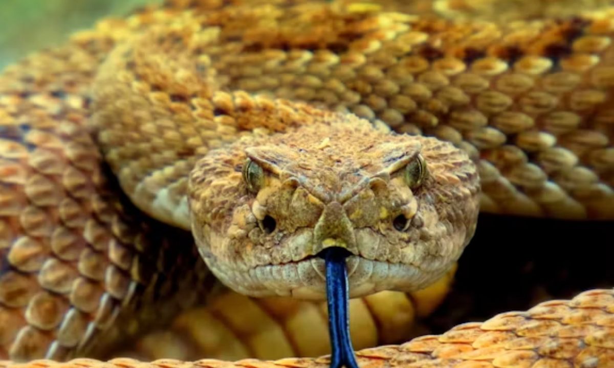 Short & One-Liner Snake Puns for Quick Laughs