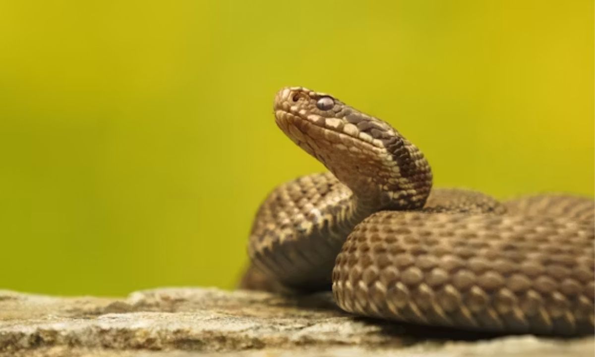 Best Snake Puns for a Seriously Sssilly Time
