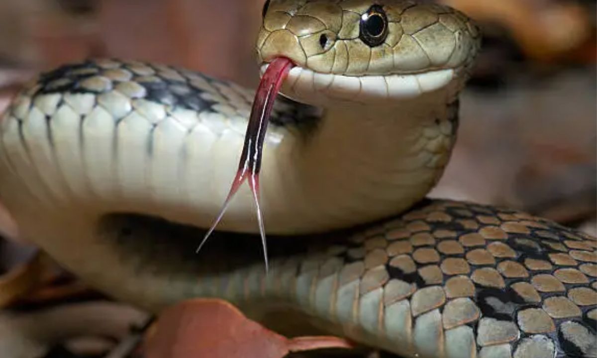 Funny Snake Puns That Will Make You Hiss With Laughter