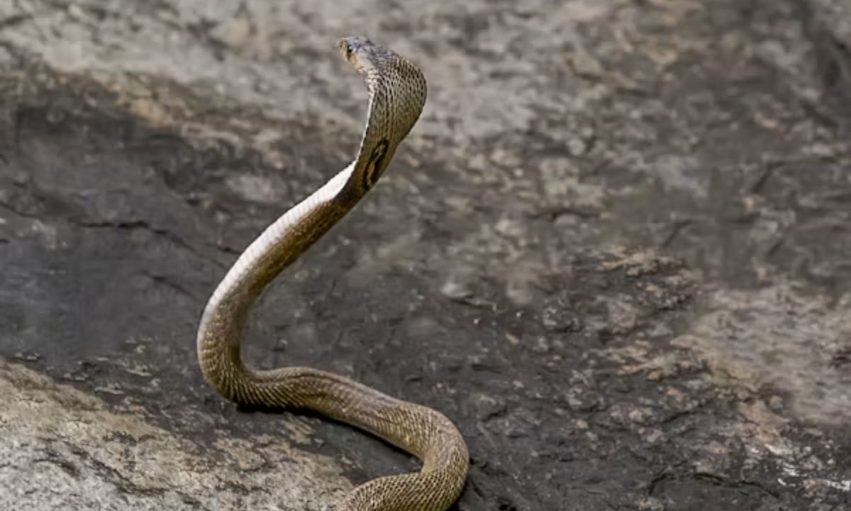Snake Puns for Office & Everyday Life