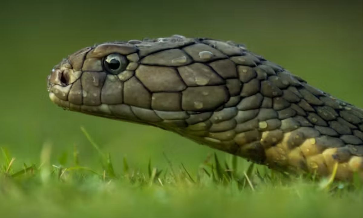 Snake Puns for Halloween & Spooky Season