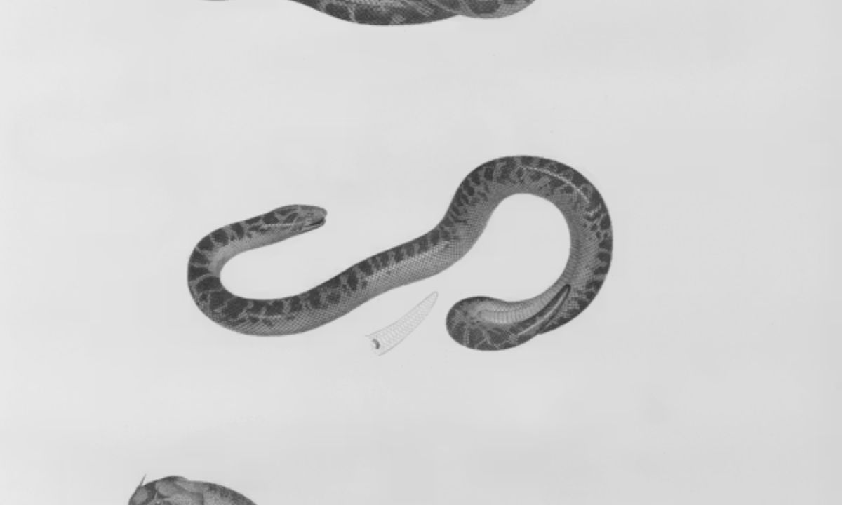 Snake Puns for Kids (Silly & Simple)