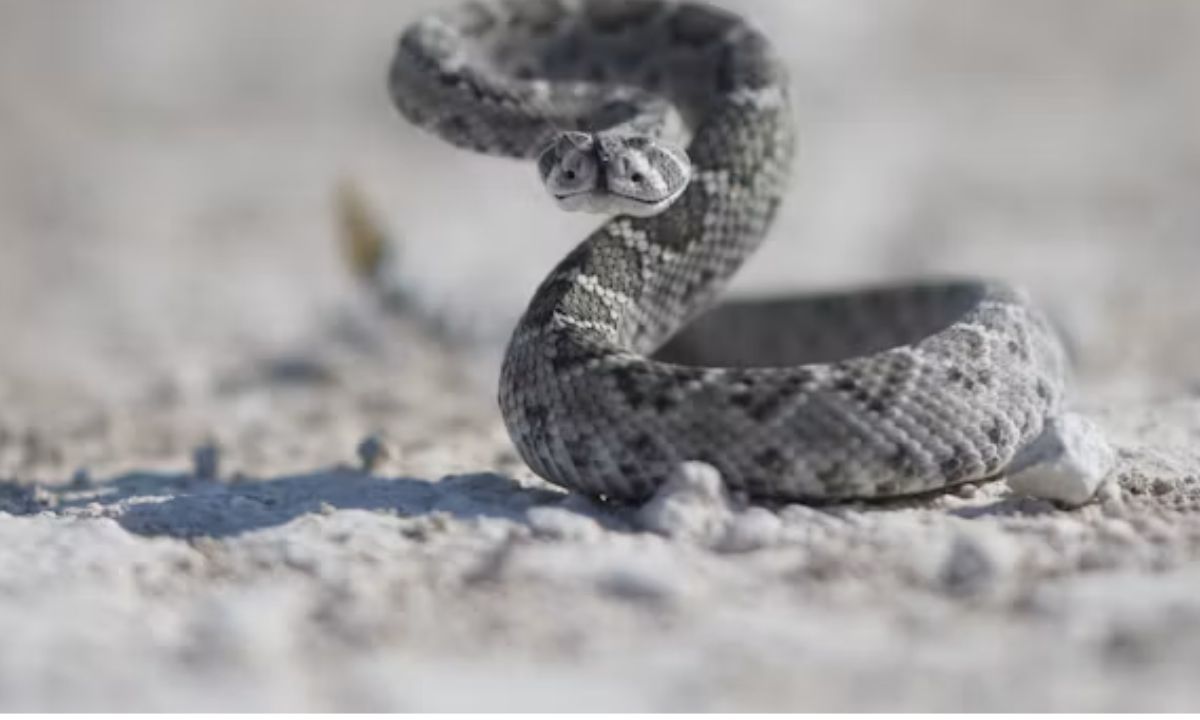 Cute Snake Puns for Snake Lovers