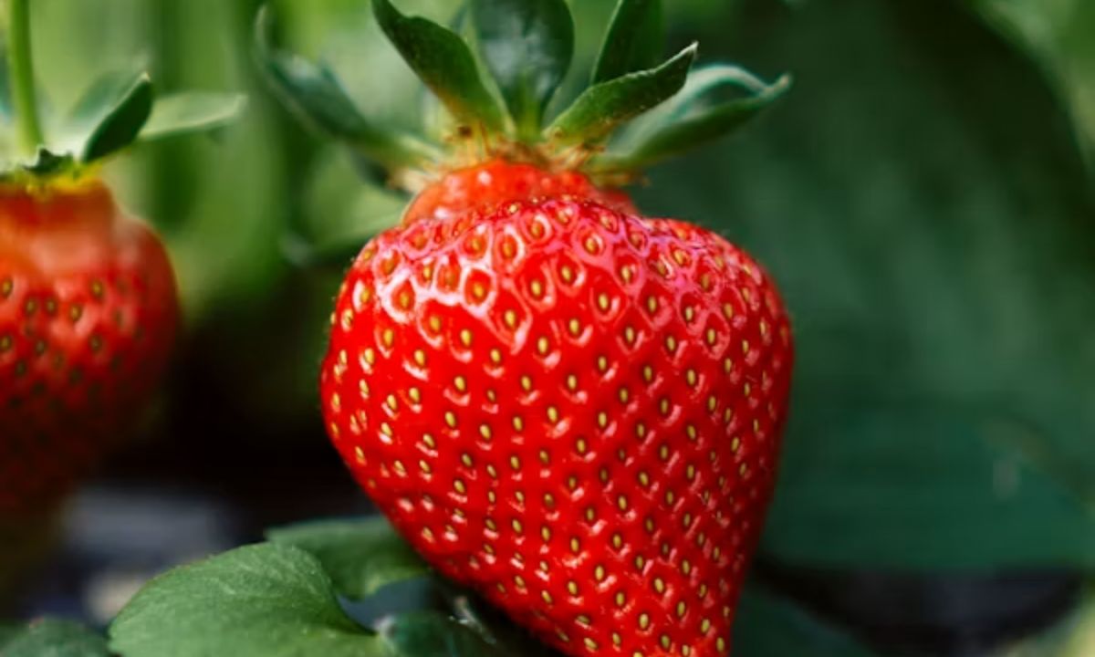 Berry Funny Strawberry Puns to Make You Smile
