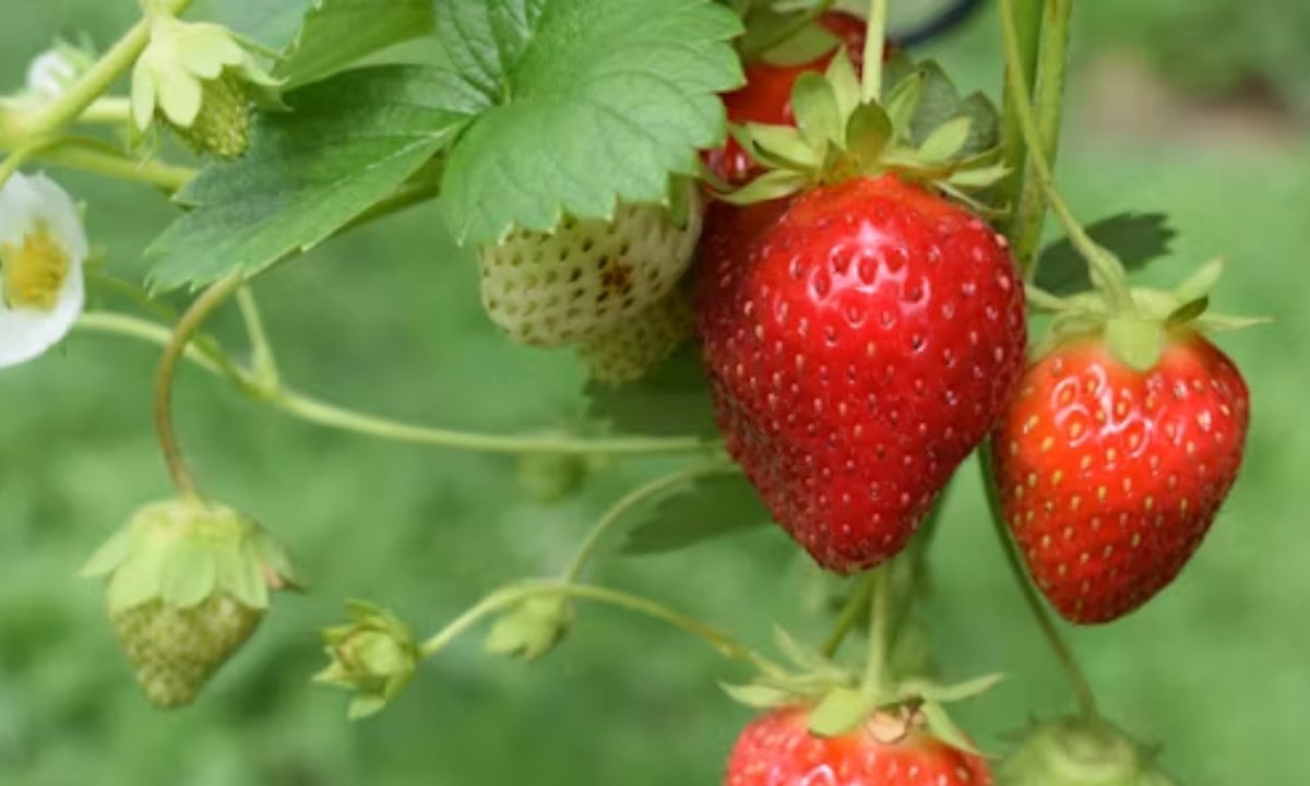 Short & Hilarious Strawberry Puns and One-Liners