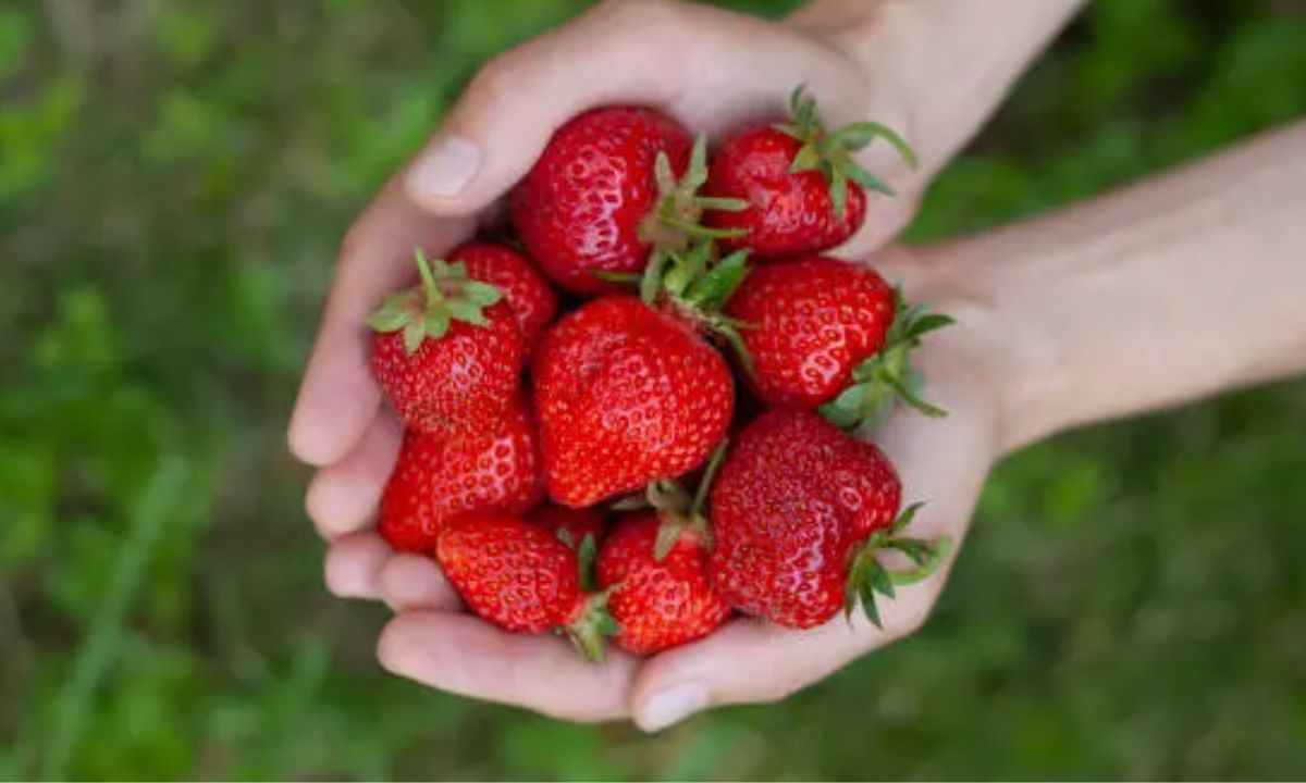 Strawberry Puns for Weddings & Anniversaries