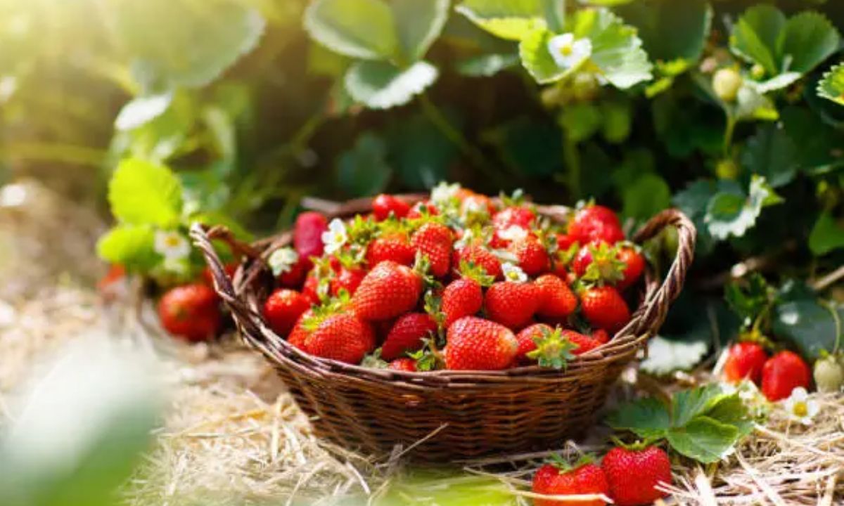 Strawberry Love Puns for Couples & Crushes